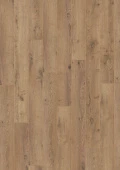 D3668 Дуб Неброский